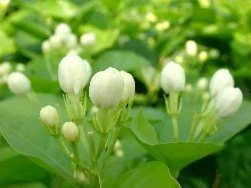 无码平茉莉,揭秘神秘网络红人的魅力与争议