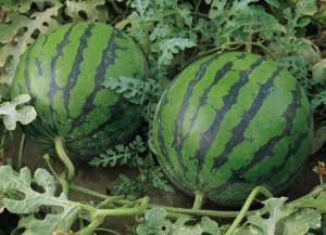 天涯爆料泰国西瓜视频