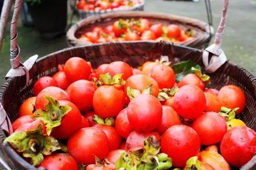 网红柿子爆料视频大全集,揭秘幕后真相与热门话题